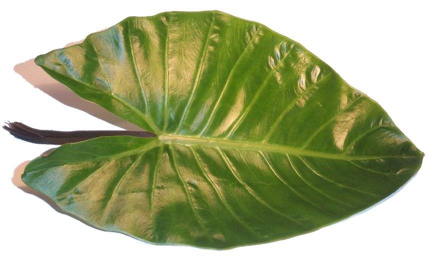 Leaf (dry).jpg